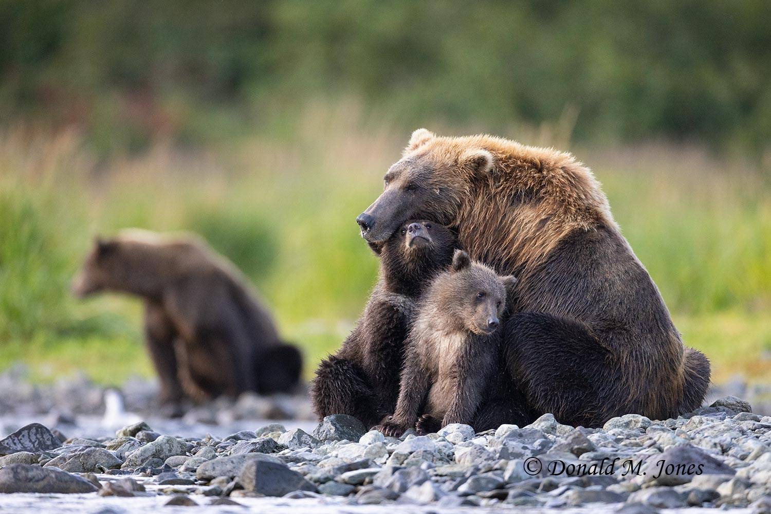 Brown Bear with cubs