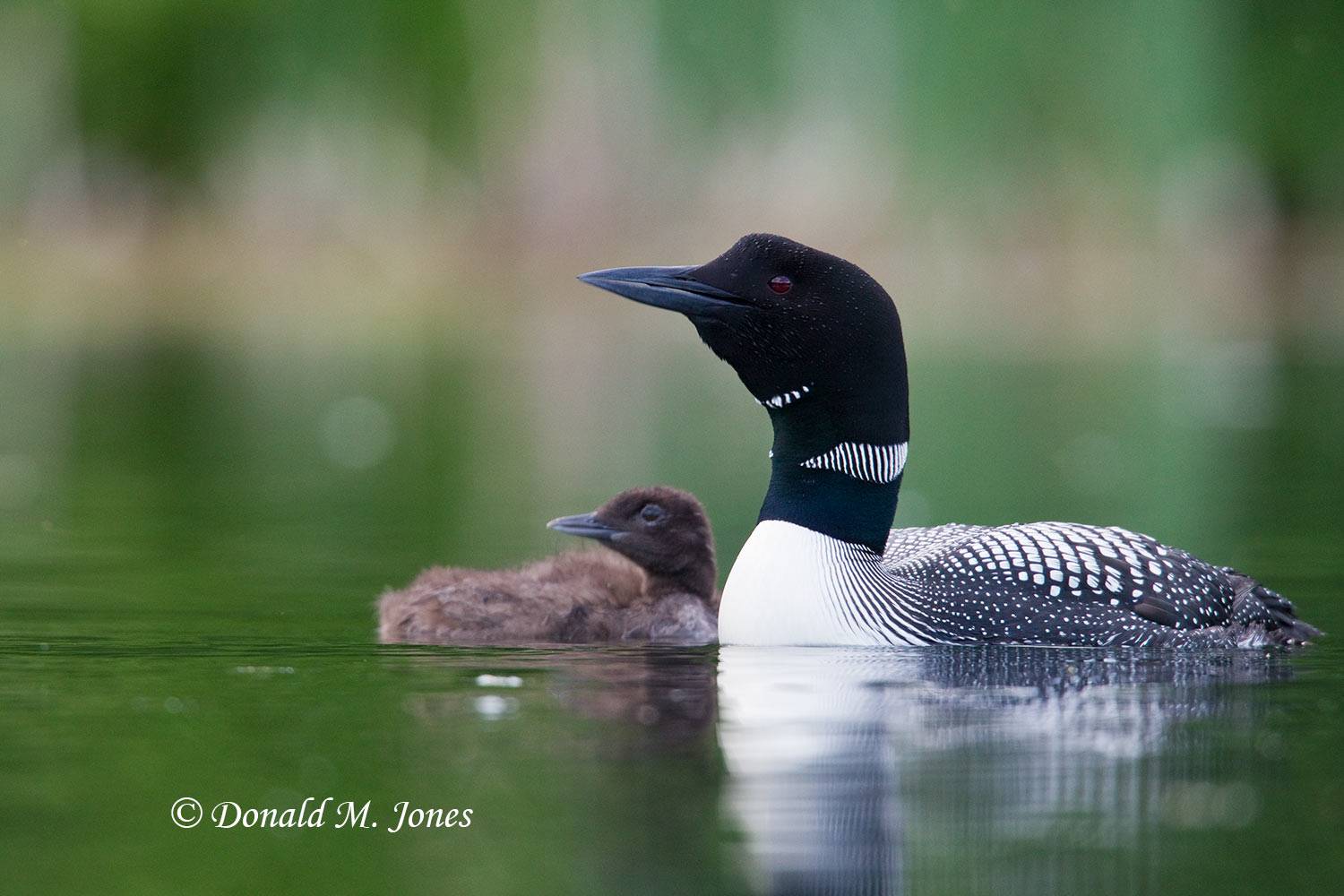 Common-Loon0771D