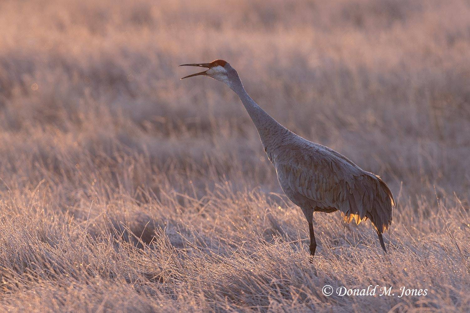Sandhill Crane