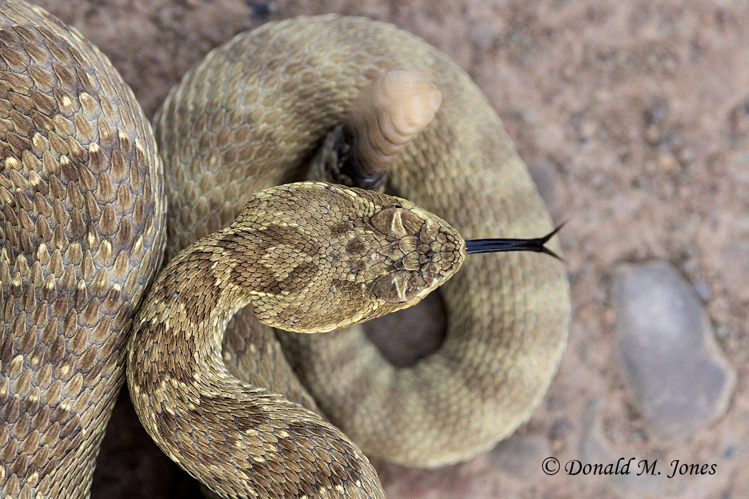 Western Rattlesnake