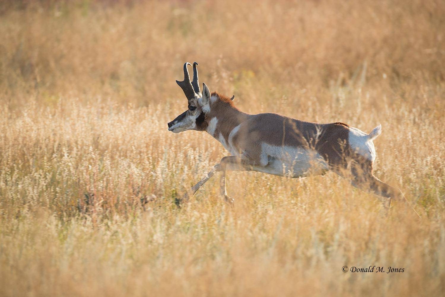 Pronghorn-Antelope05471D