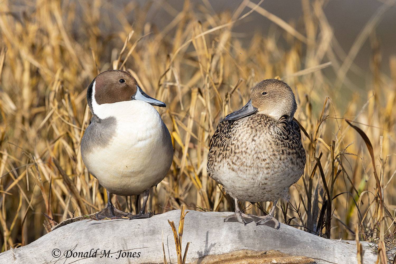 Northern-Pintail2772D