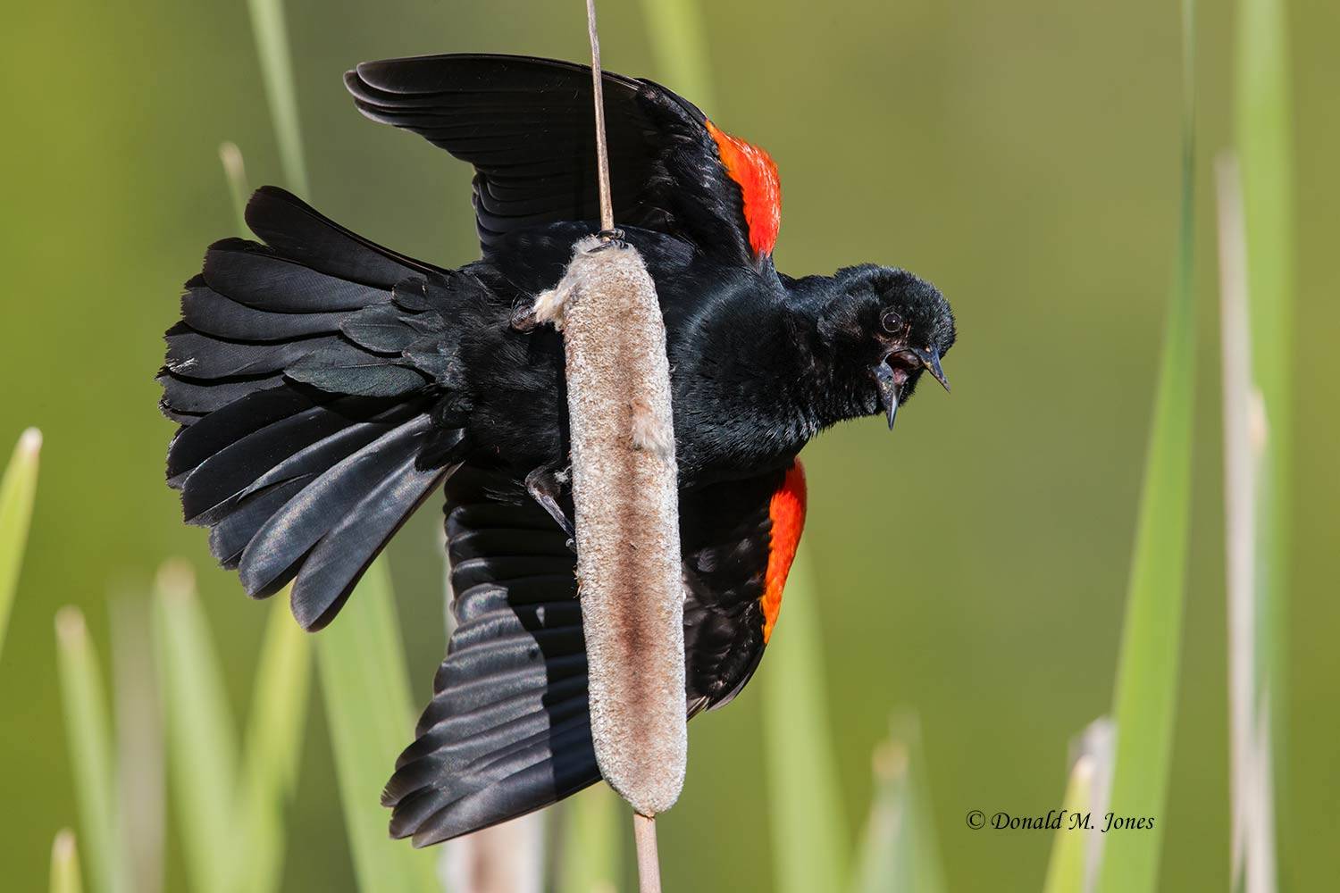 Red-wing-Blackbird0193D