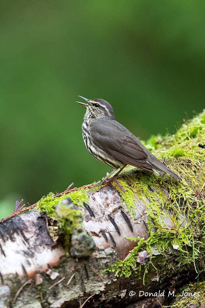 Northern-Waterthrush0238D