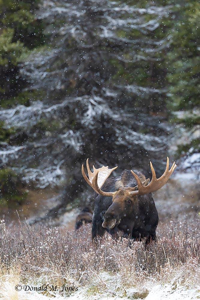 Bull Moose