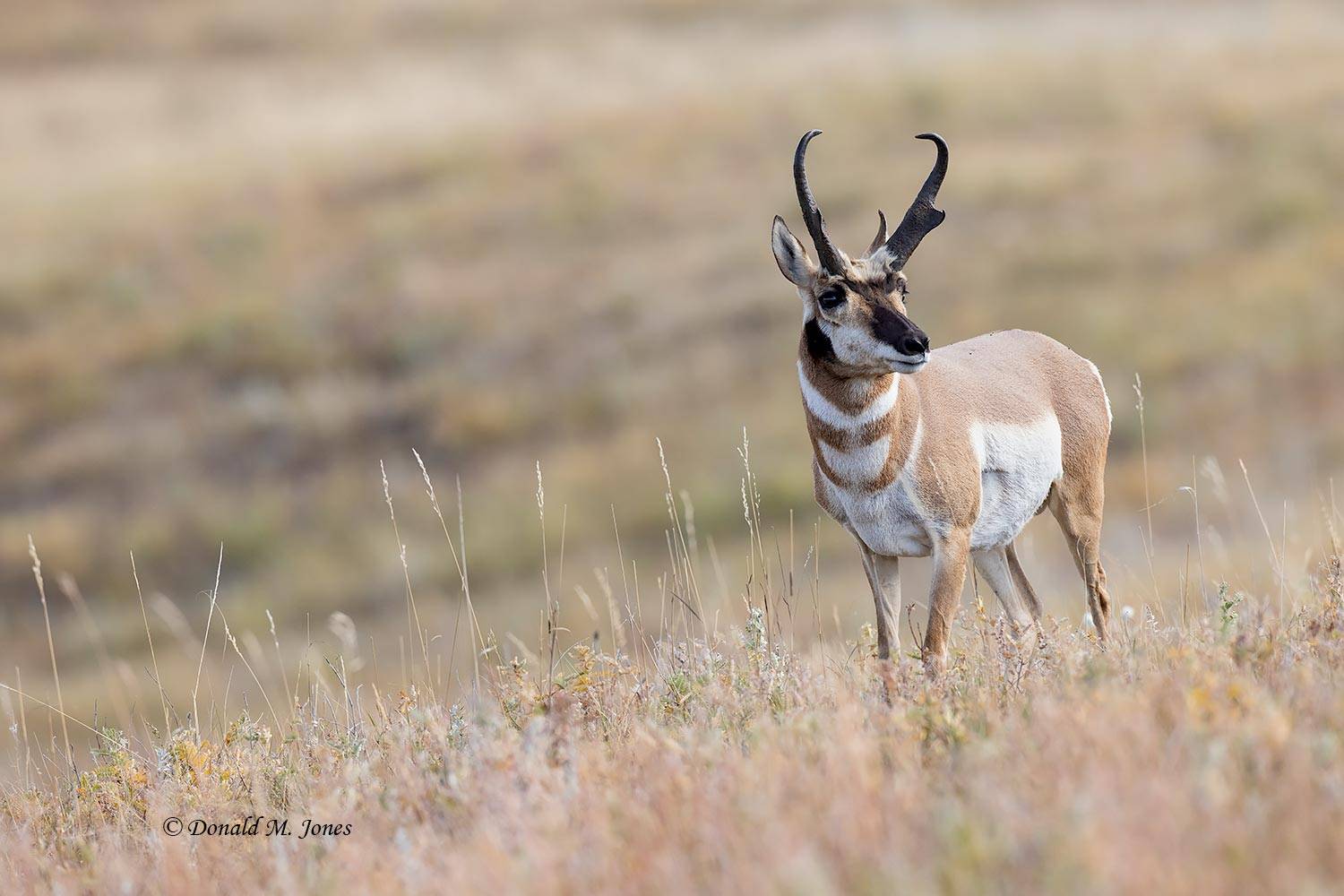 Pronghorn-Antelope6691D