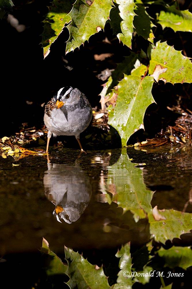 May 6 - White-crown Sparrow looking for an evening bath.jpg