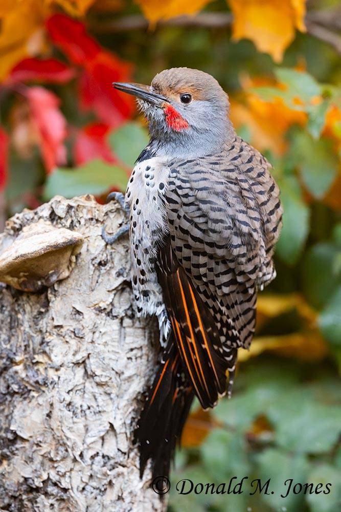 Northern-Flicker0625D