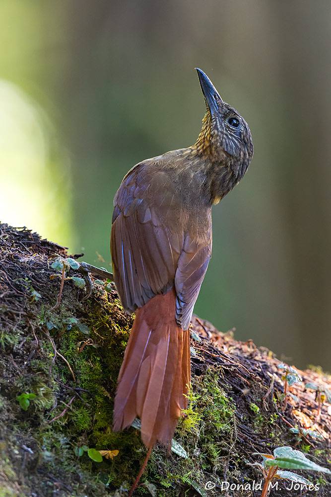 Streak-headed-Woodcreeper0102D