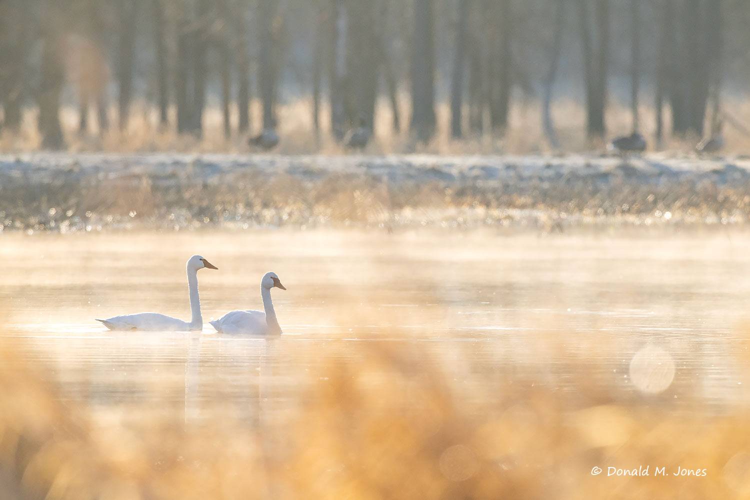 Tundra Swans