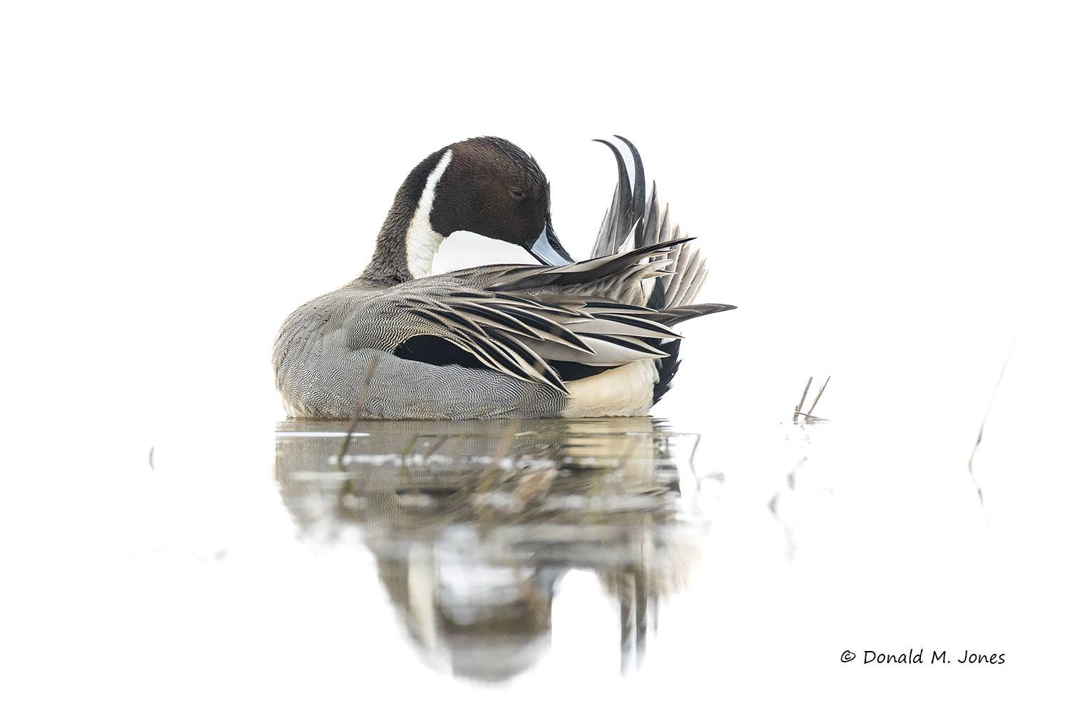 Northern-Pintail3791D