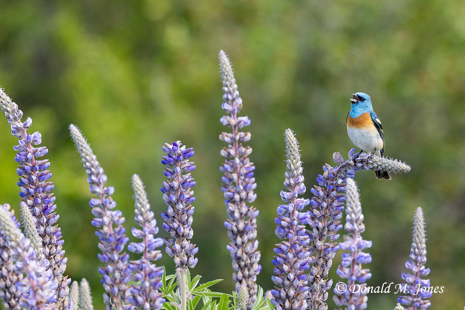 Lazuli-Bunting0739D