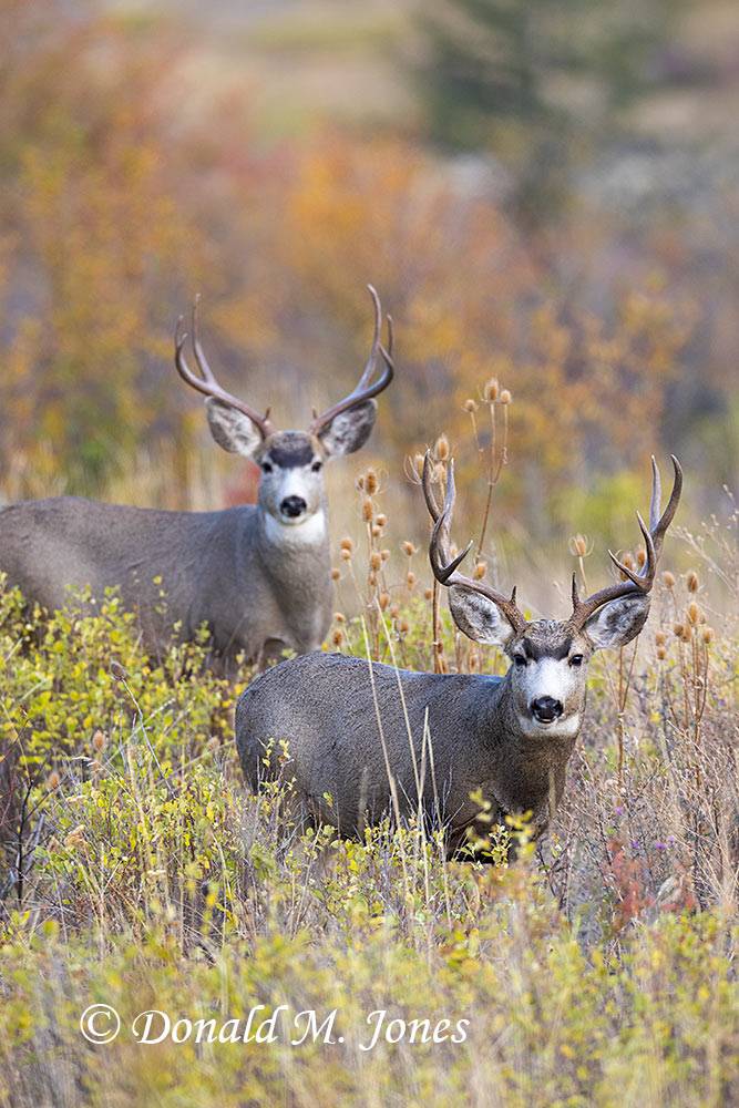 Mule-Deer13666D