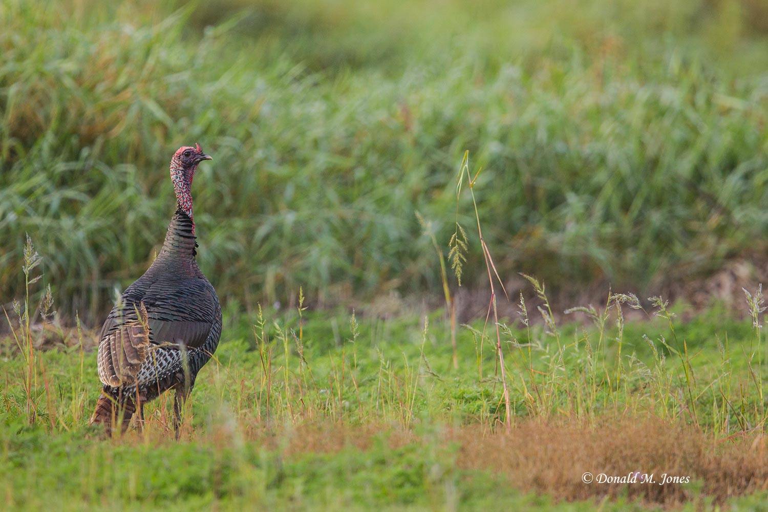 Wild-Turkey-(Osceola)0116D