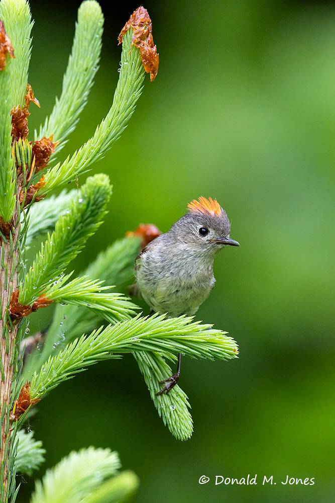 Ruby-crowned-Kinglet0150D