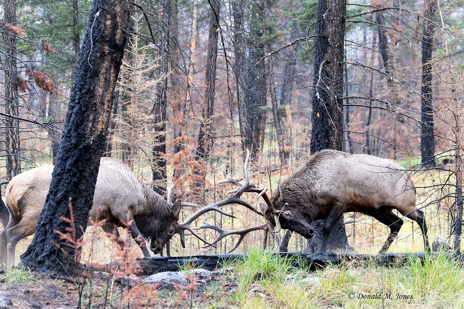 Elk-(Rocky-Mtn)31365D