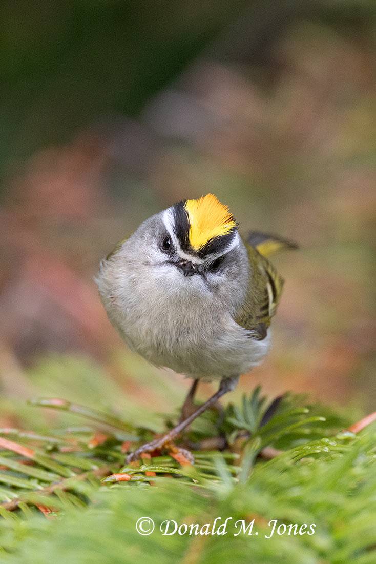 Golden-crowned-Kinglet0247D