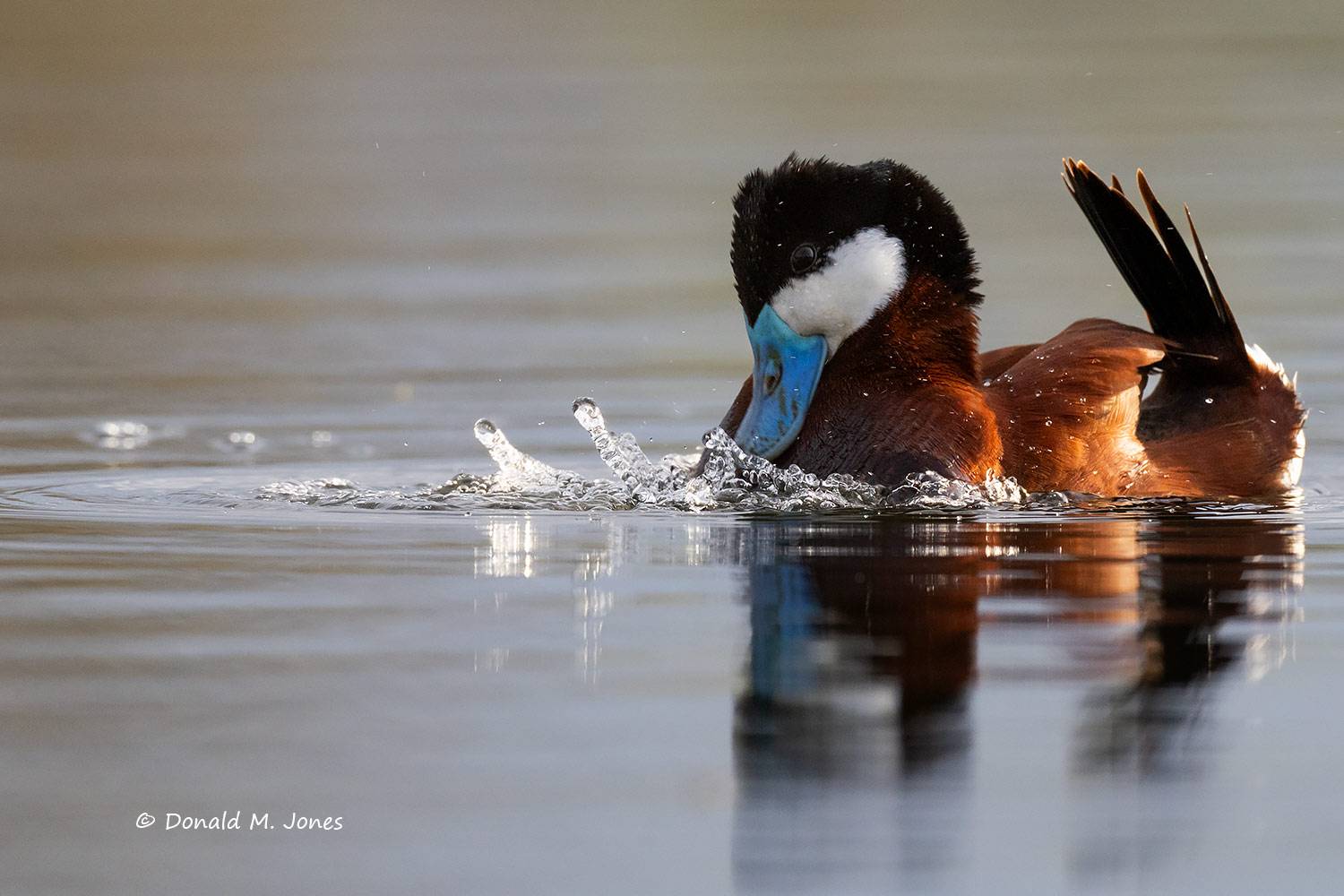 May 9 - Ruddy Duck drake performing a bubbling display.