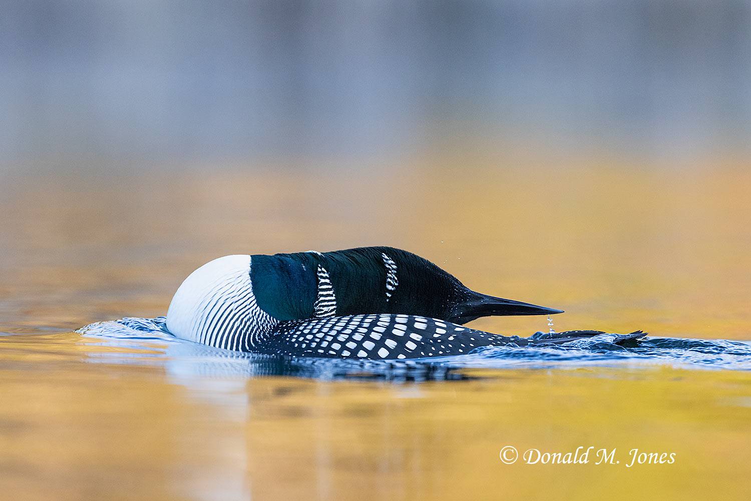 Common-Loon3958D