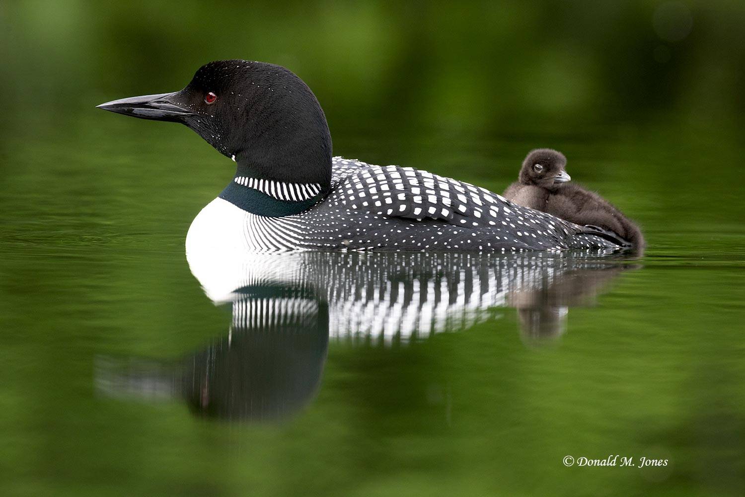 Common-Loon4895D