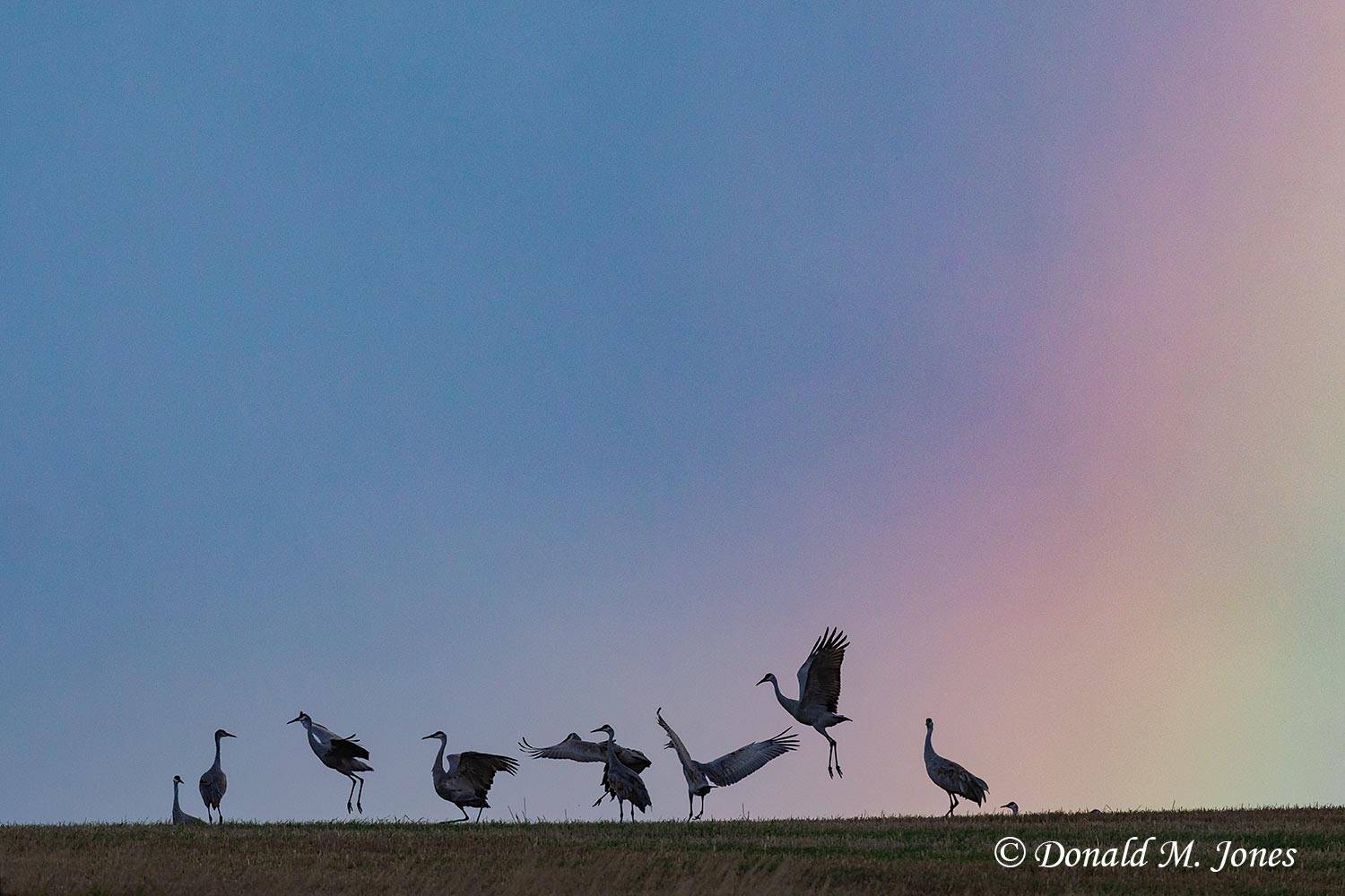 Sandhill-Crane1281D