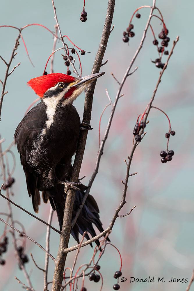 Pileated-Woodpecker0244D