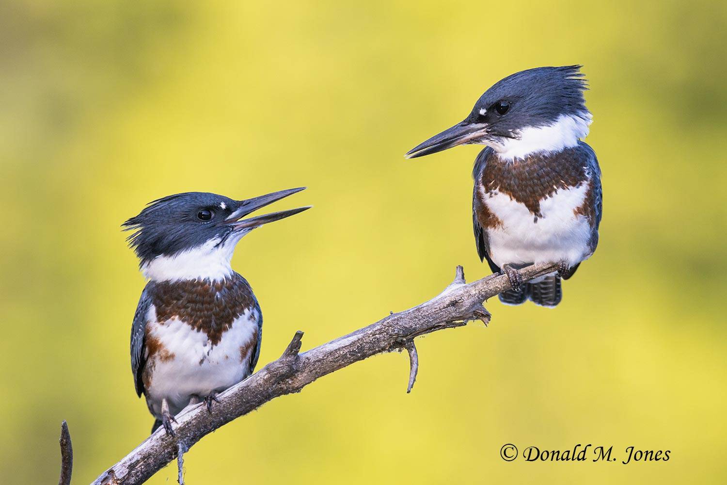 Belted-Kingfisher0401D