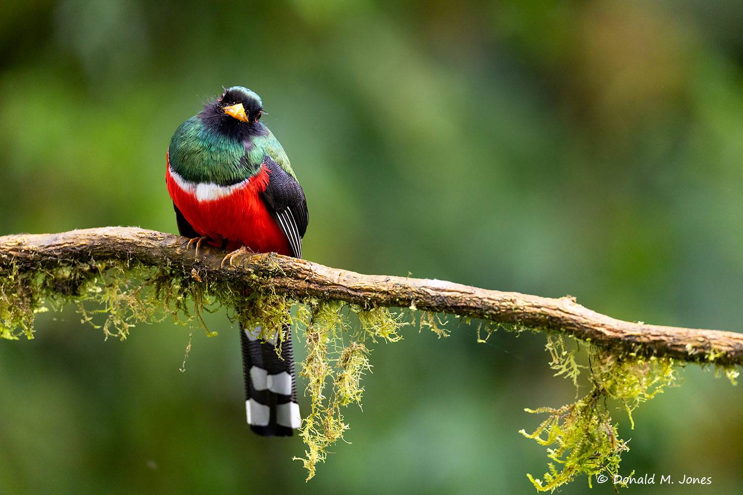 Masked-Trogon0137D