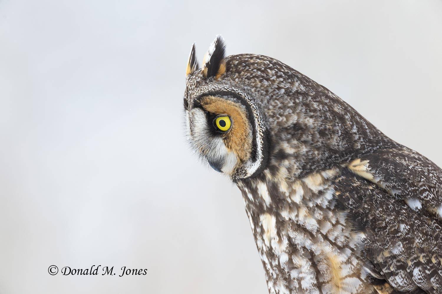Long-eared-Owl0157D