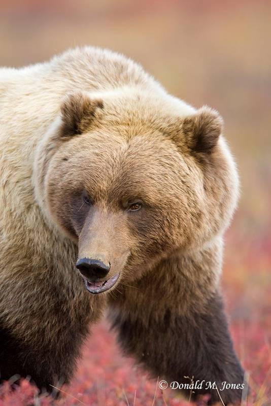 happy grizzly bear