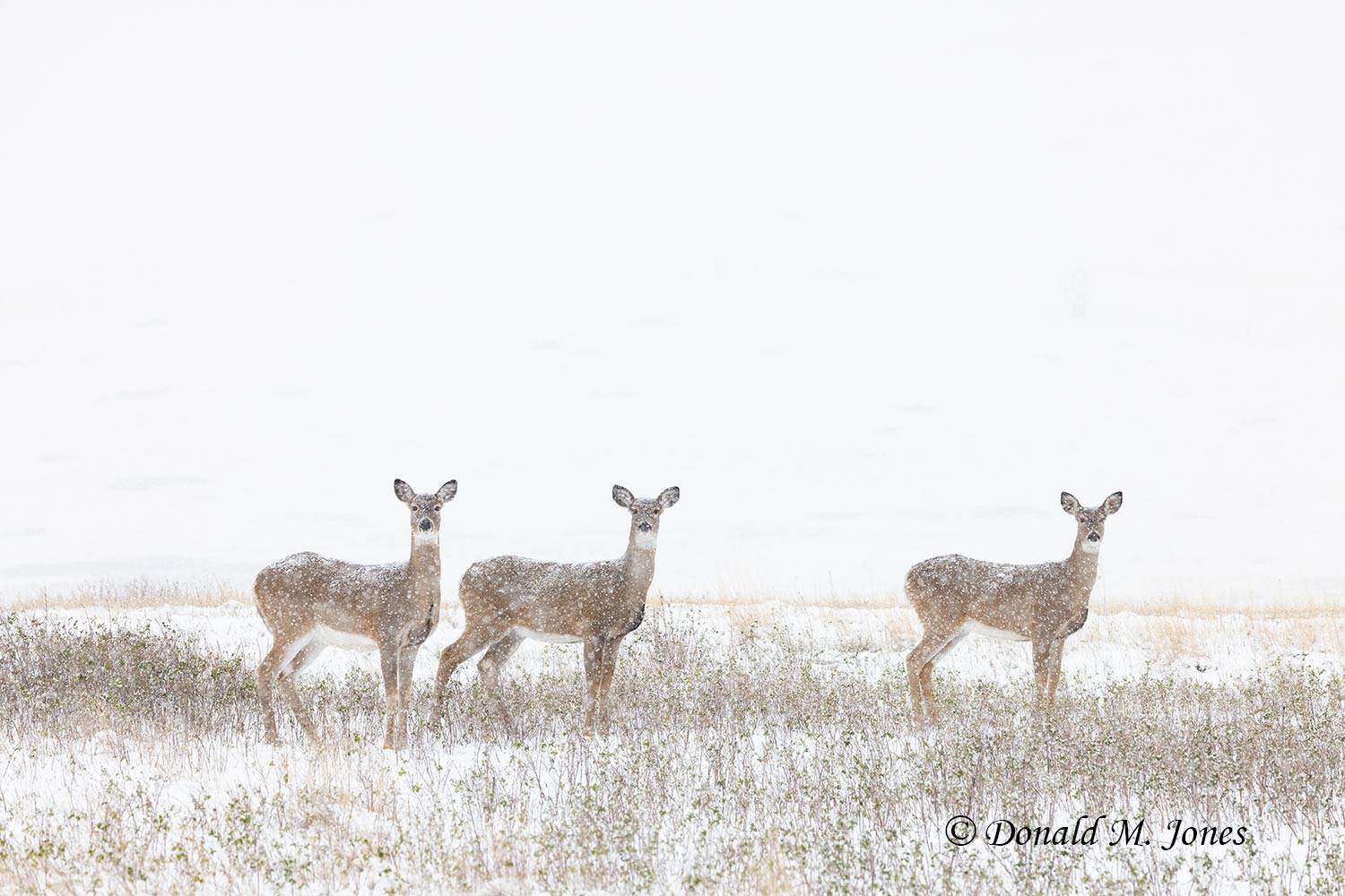 Whitetail-Deer64958D