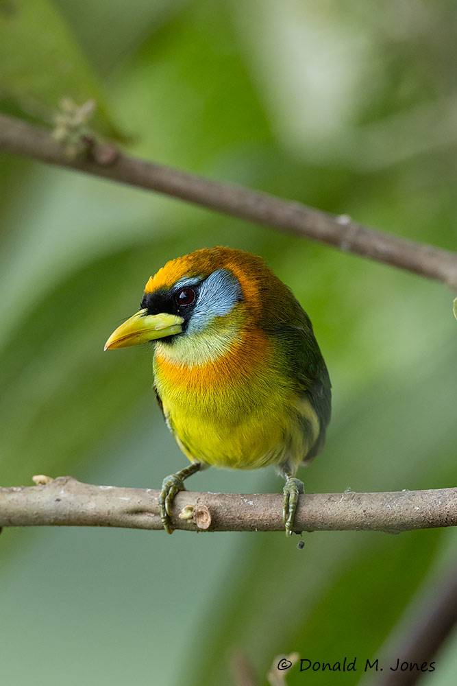 Red-headed-Barbet0104D (female)