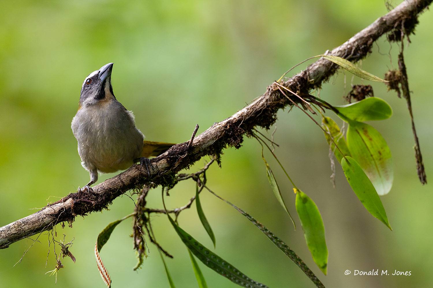 Buff-throated-Salator0107D