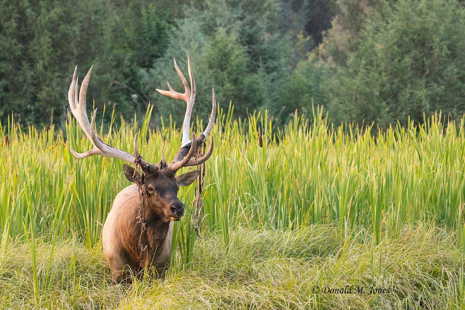 Elk-(Rocky-Mtn)25655D