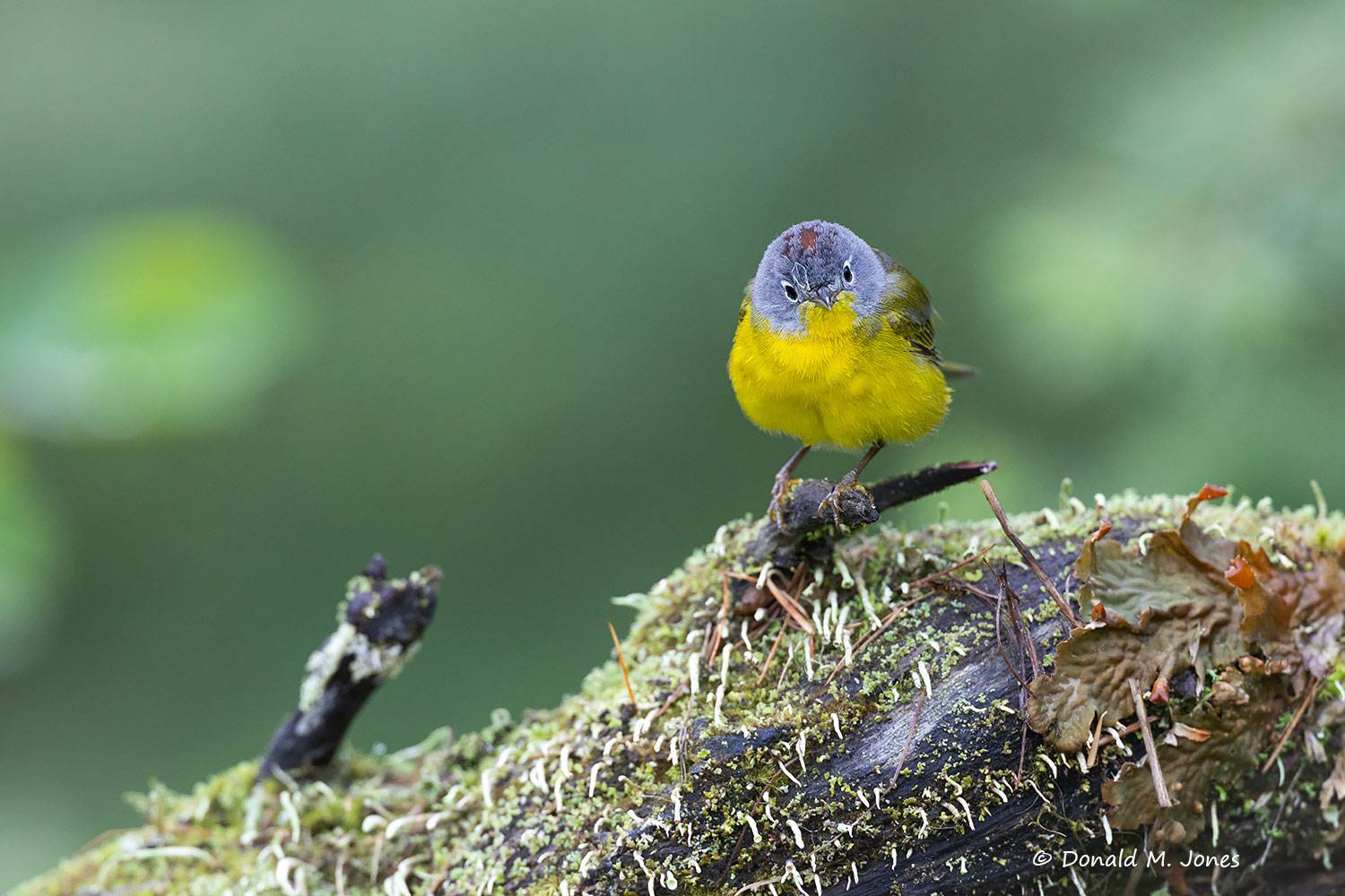 Nashville-Warbler0572D