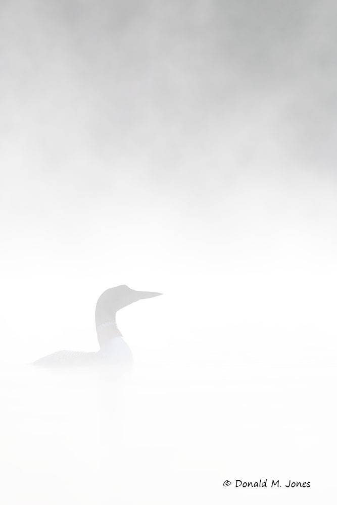 Common-Loon5467D