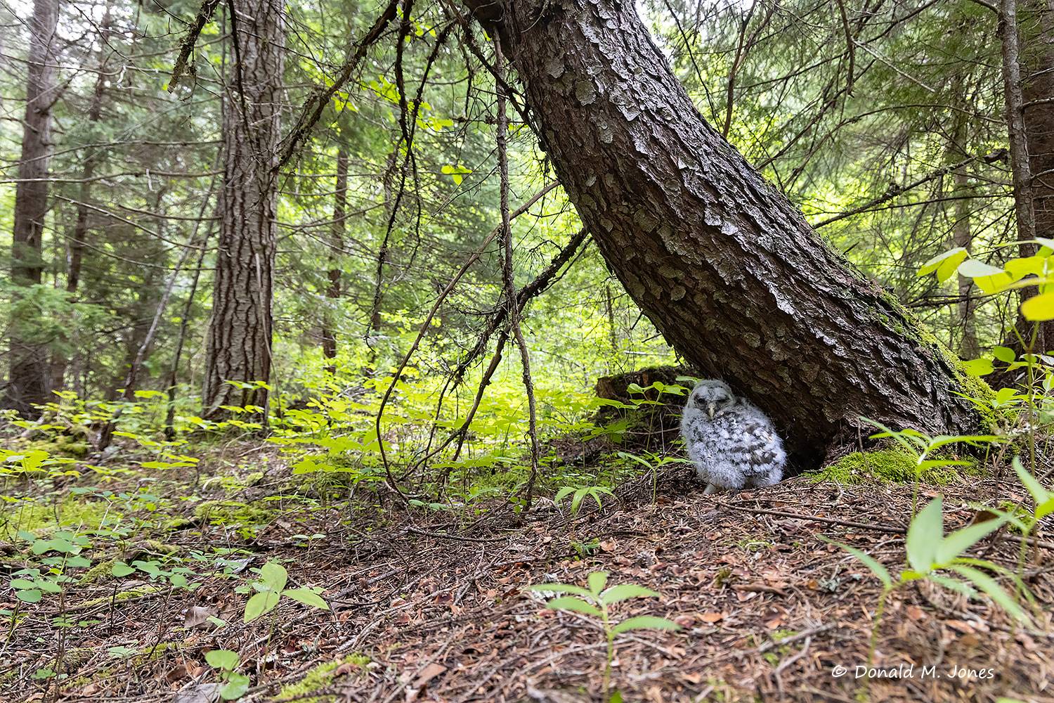 May 19 - Barred Owl Owlett just out of the nest and hunkered near the base of tree.