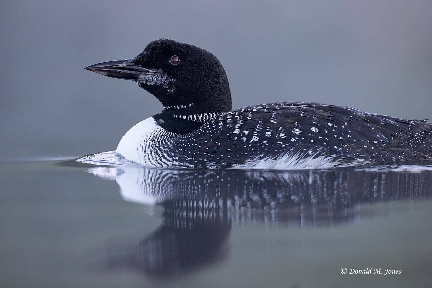 Common-Loon5267D