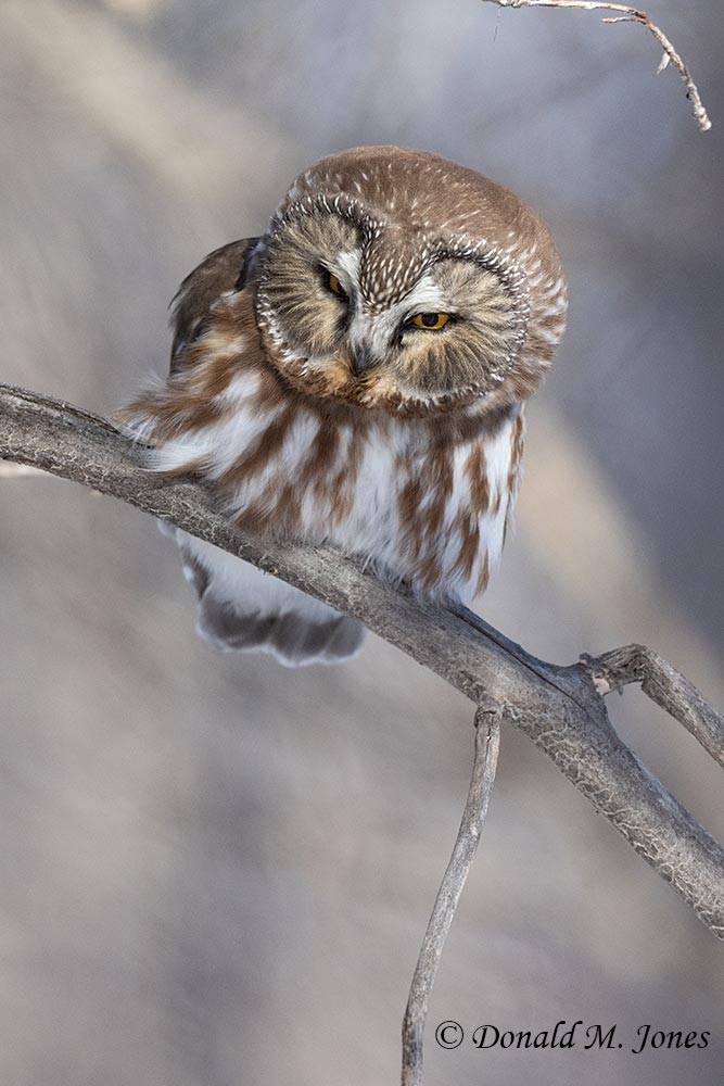 Northern-Saw-whet-Owl0163D