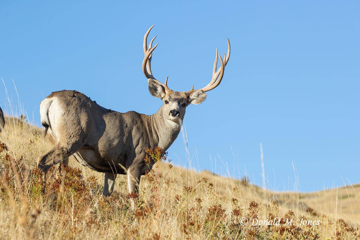 Mule-Deer13039D