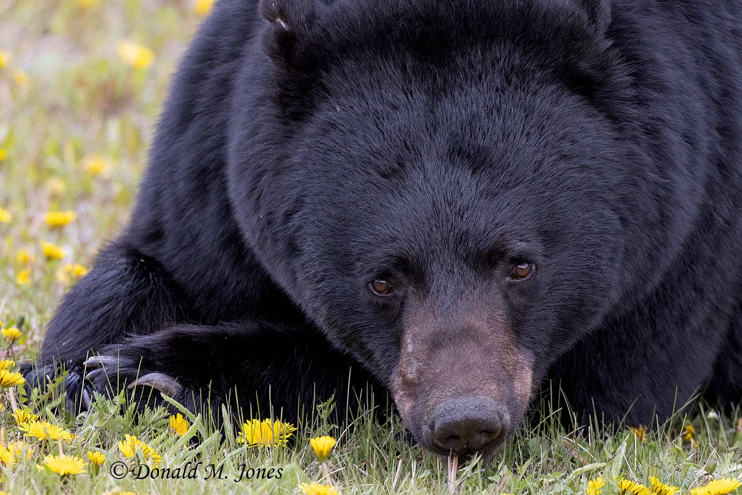 Black-Bear08705D