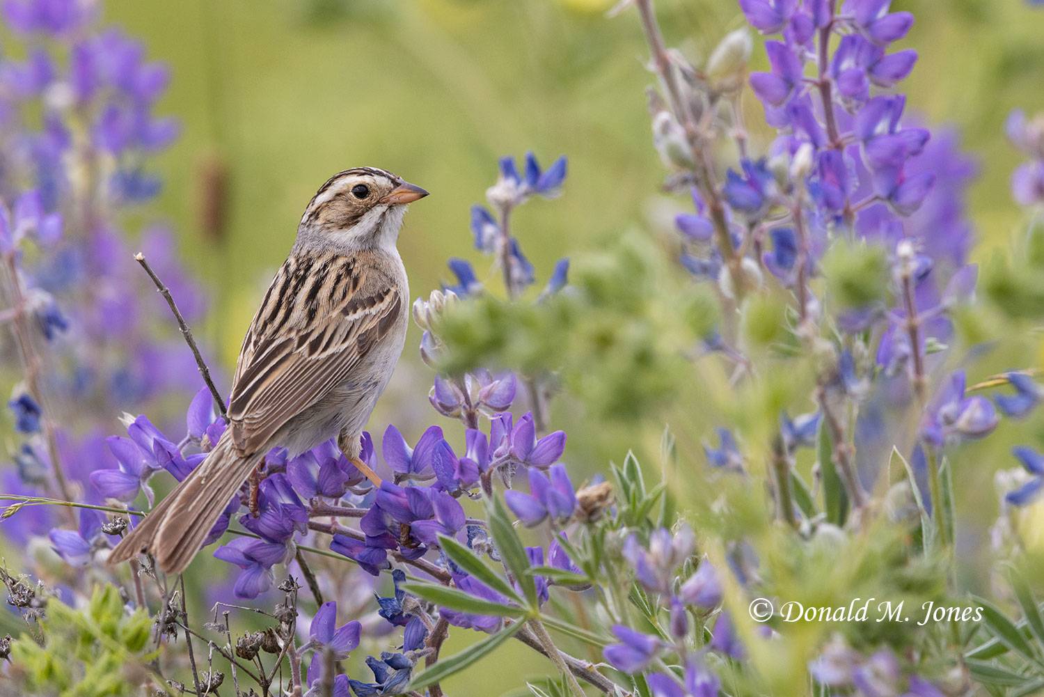 Clay-colored-Sparrow0300D