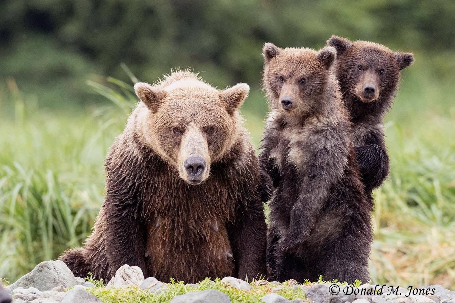 Brown Bear Mother and 2 cubs.