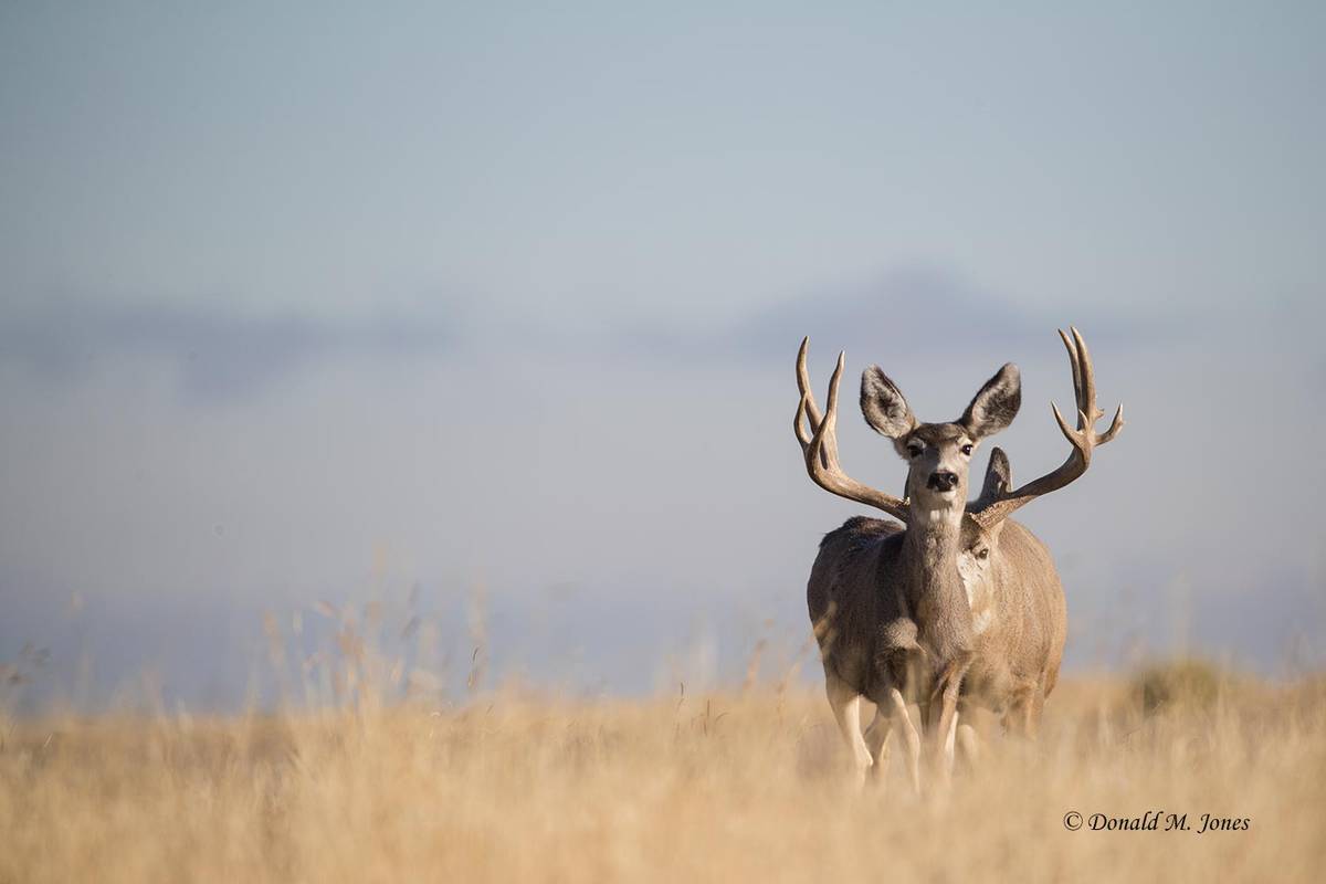 monster mule deer wallpaper