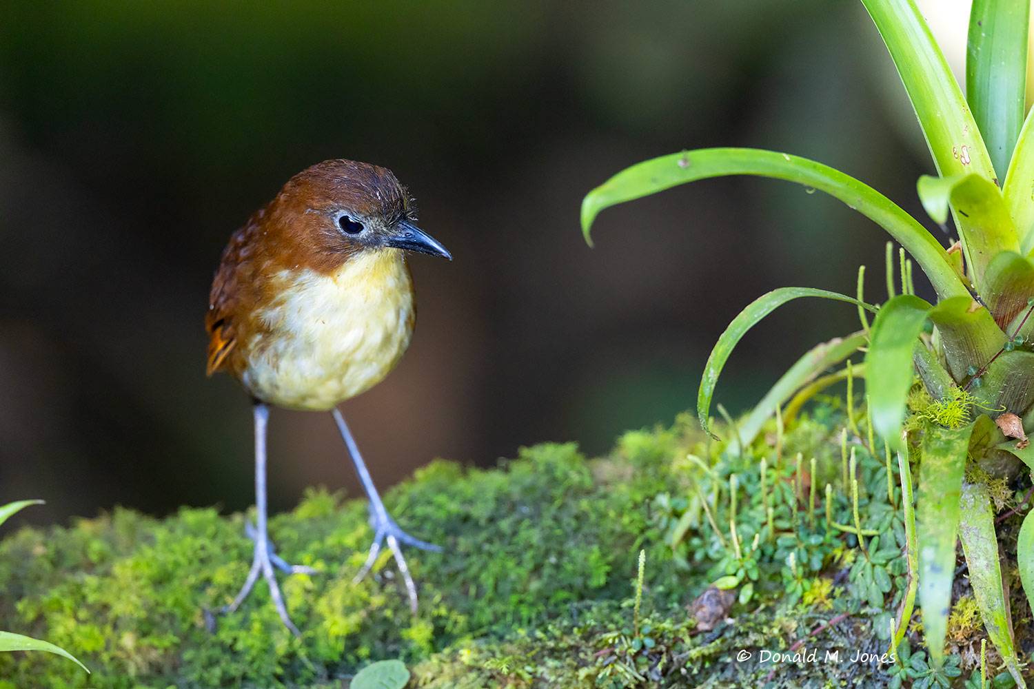 Yellow-breasted-Antpitta0101D