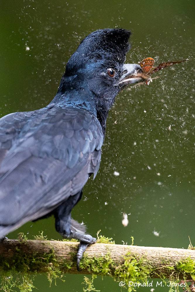 Long-wattled-umbrellabird0112D