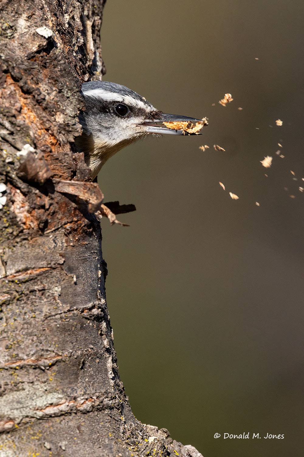 Red-breasted Nuthatch excavating cavity.