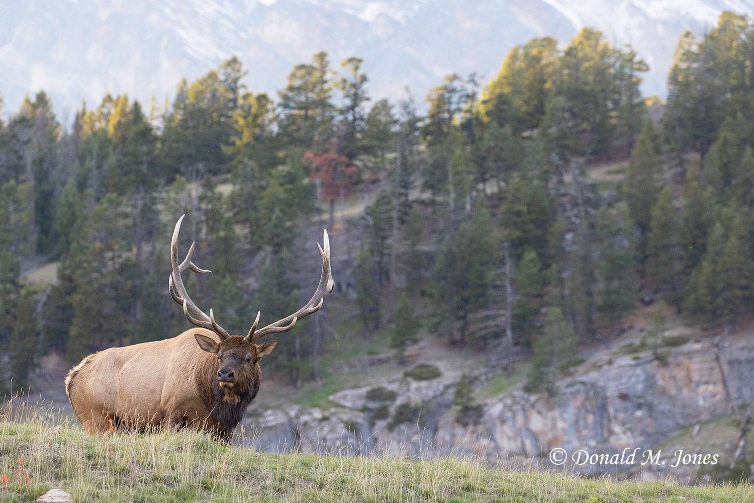 Elk-(Rocky-Mtn)28810D
