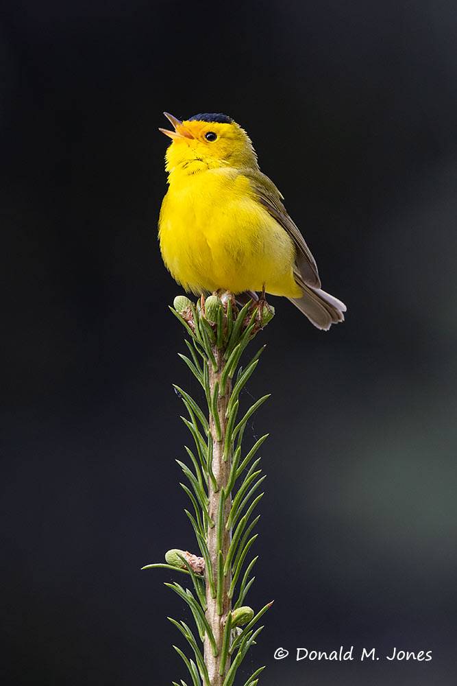 Wilson's-Warbler0313D