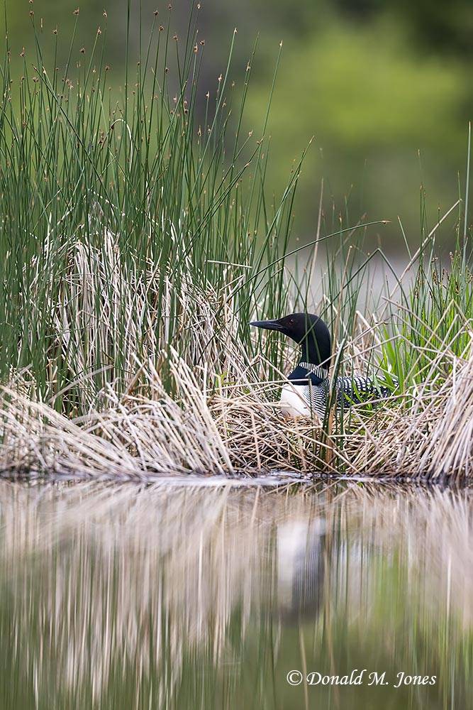 Common-Loon4679D